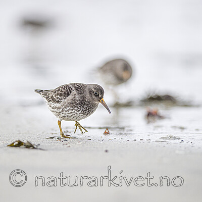 BB 13 0636 / Calidris maritima / Fjæreplytt
